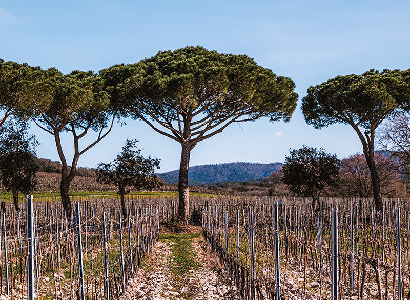 Tenuta Meraviglia (Bolgheri) presenta un nuovo cru di Cabernet Franc