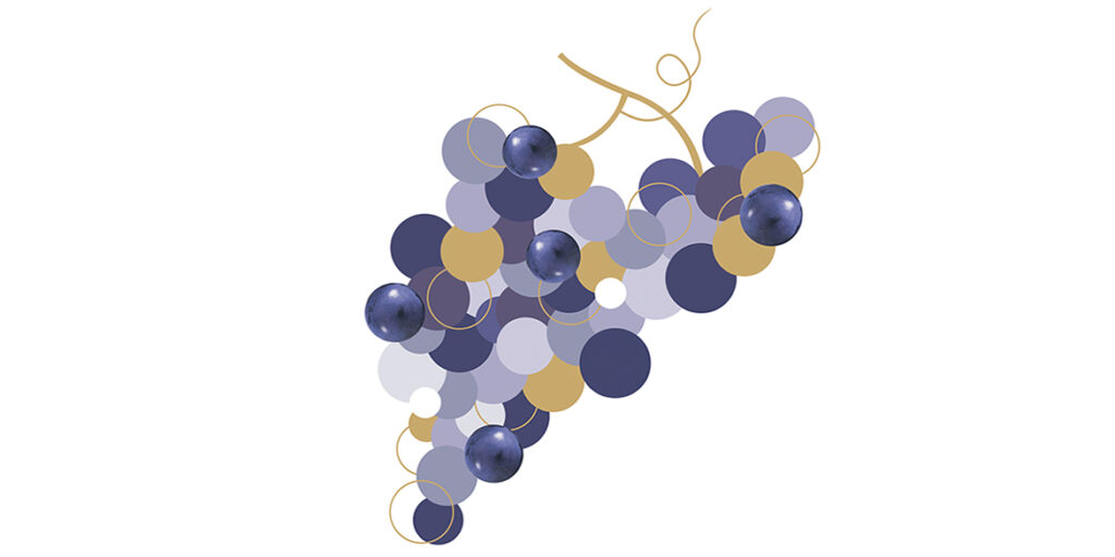 Cabernet Sauvignon, il vitigno al microscopio