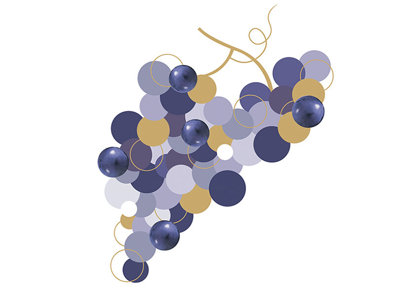 Cabernet Sauvignon, il vitigno al microscopio