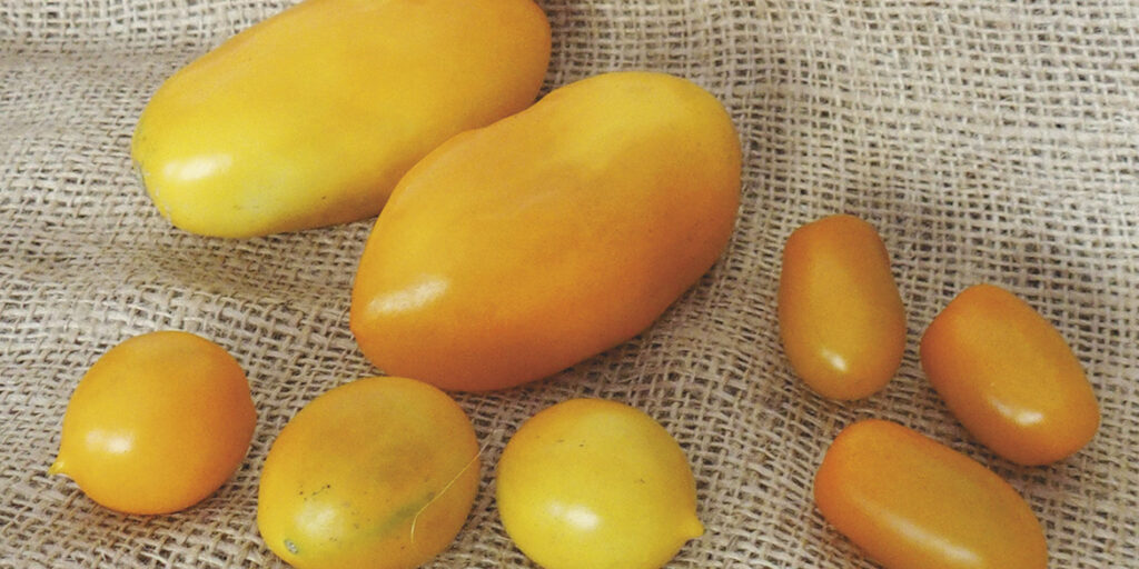 Viaggio nella materia prima (5): il pomodorino giallo è succoso come un frutto
