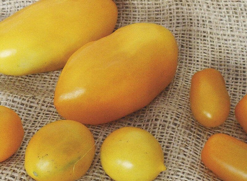 Viaggio nella materia prima (5): il pomodorino giallo è succoso come un frutto