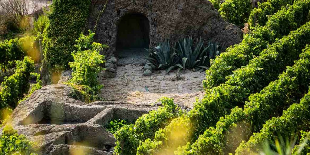 Tenute Capaldo Feudi San Gregorio mette radici ad Ischia