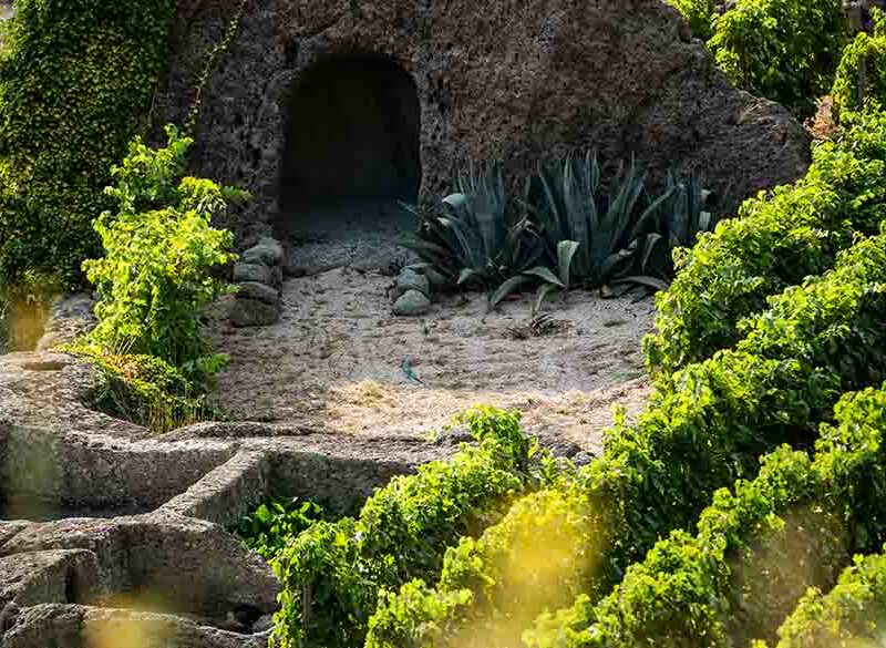 Tenute Capaldo Feudi San Gregorio mette radici ad Ischia