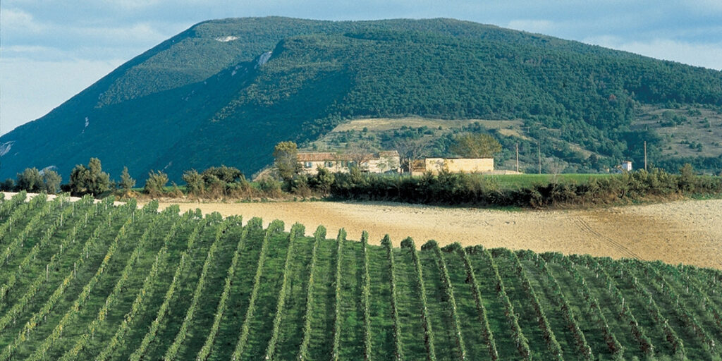 Affaire Moncaro, tempi strettissimi per non fallire