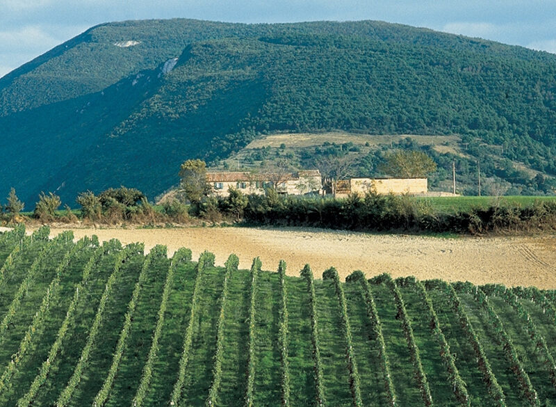 Affaire Moncaro, tempi strettissimi per non fallire