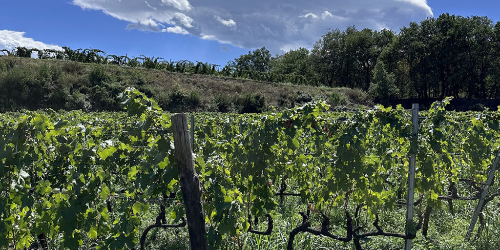 Il futuro della Doc Etna ha una doppia G: di Garantita e di Giovani