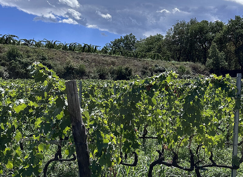Il futuro della Doc Etna ha una doppia G: di Garantita e di Giovani
