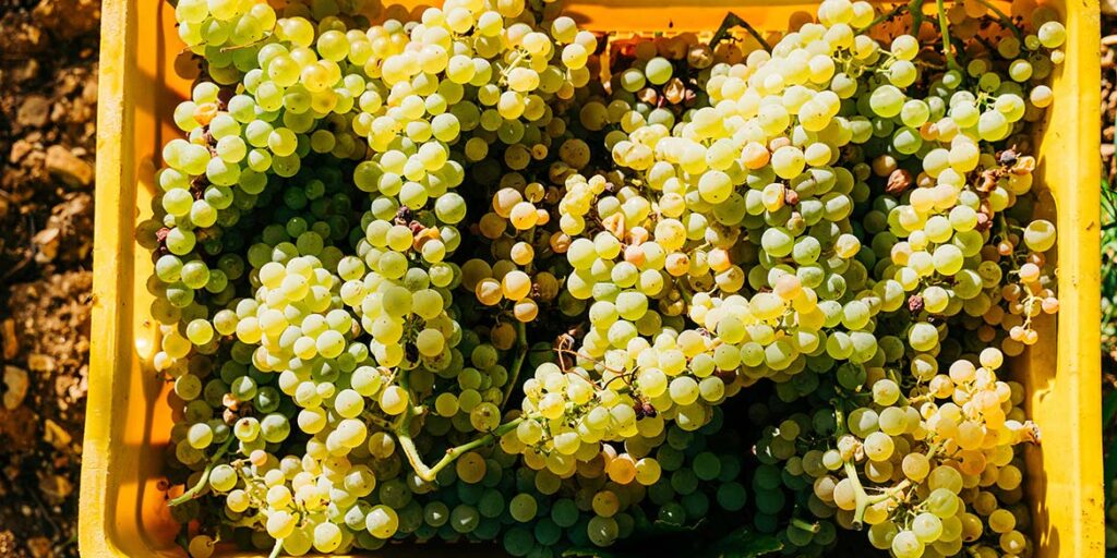 La vendemmia 2024 è cominciata: dati e previsioni dall’Europa e da Oltreoceano