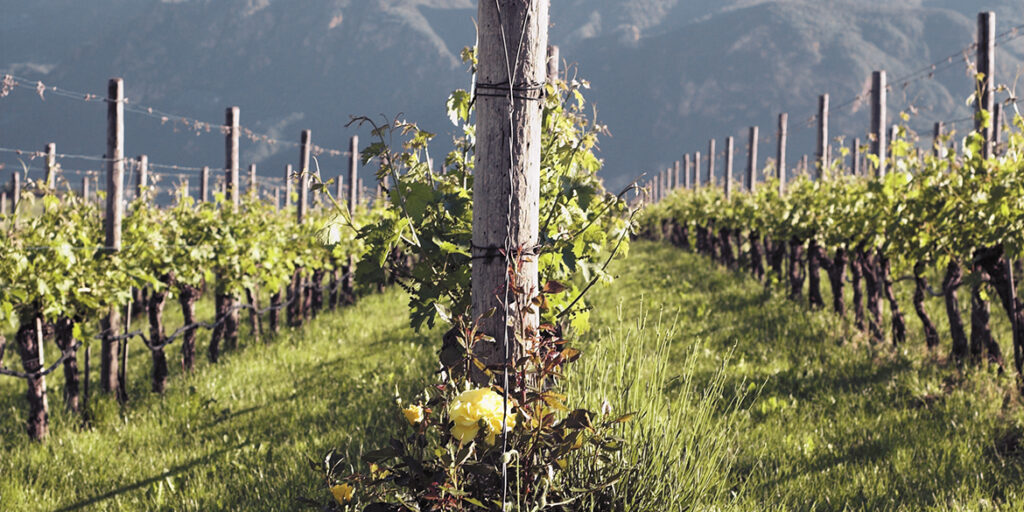 Cabernet Sauvignon in Italia, espressioni di territorio e d’autore