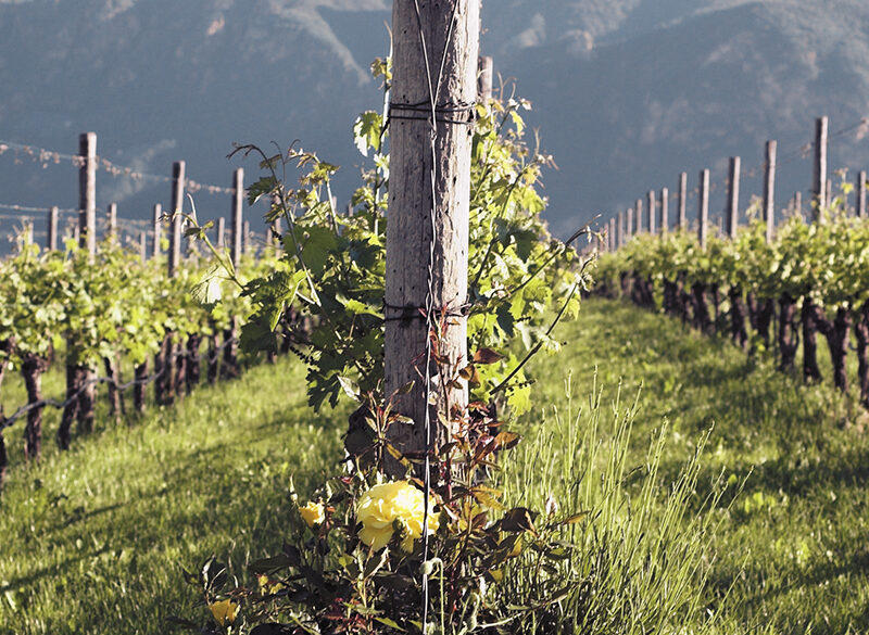 Cabernet Sauvignon in Italia, espressioni di territorio e d’autore