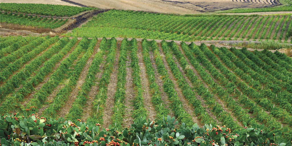 50 anni di storia del vino: Cantine Settesoli, un racconto di valori, persone, etica e cultura