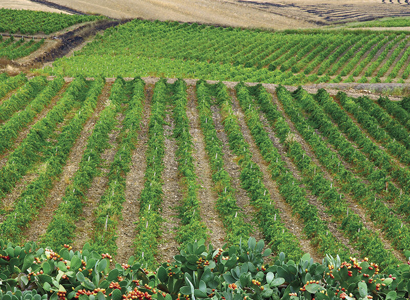 50 anni di storia del vino: Cantine Settesoli, un racconto di valori, persone, etica e cultura