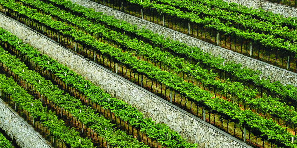 50 anni di storia del vino: Tedeschi, un legame indissolubile con la vite e il terroir