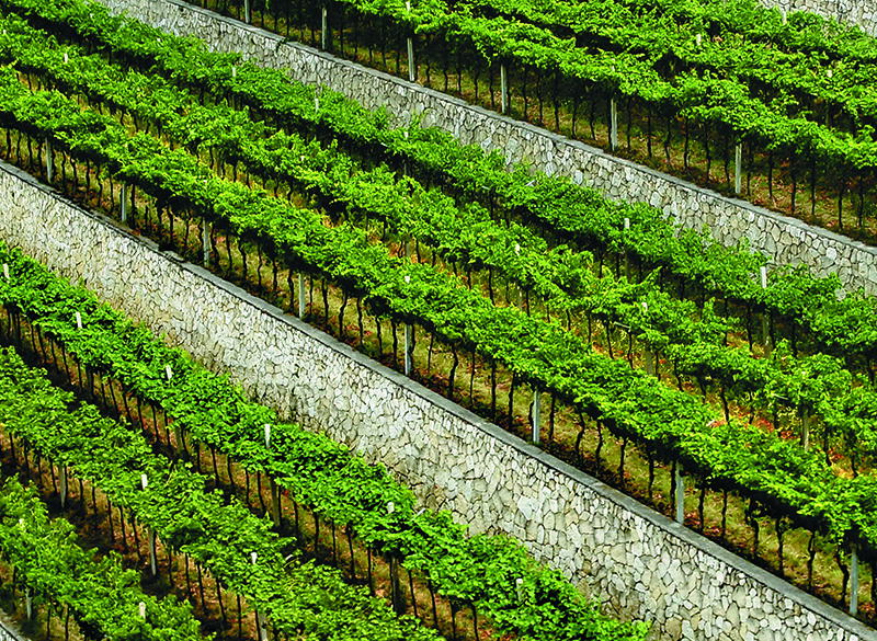 50 anni di storia del vino: Tedeschi, un legame indissolubile con la vite e il terroir