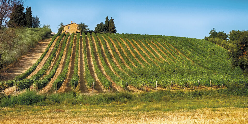 50 anni di storia del vino: Velenosi, la signora del Piceno