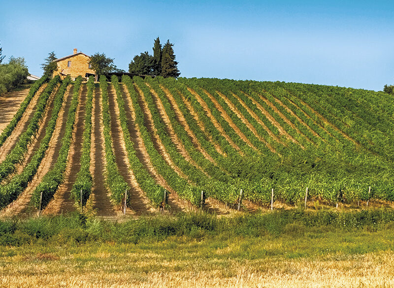 50 anni di storia del vino: Velenosi, la signora del Piceno