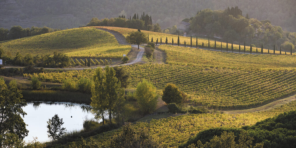 50 anni di storia del vino: Vigneti La Selvanella, un percorso di scelte coerenti e coraggiose