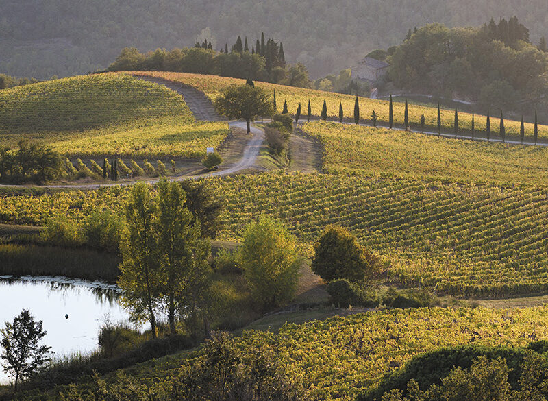 50 anni di storia del vino: Vigneti La Selvanella, un percorso di scelte coerenti e coraggiose