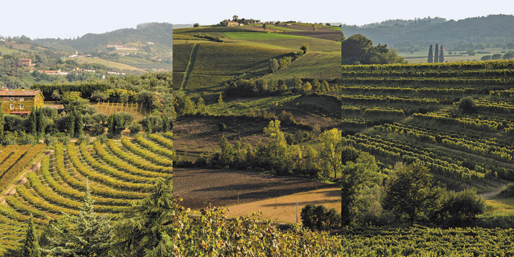 50 anni di storia del vino: Le Tenute del Leone Alato, polo vinicolo votato all’eccellenza
