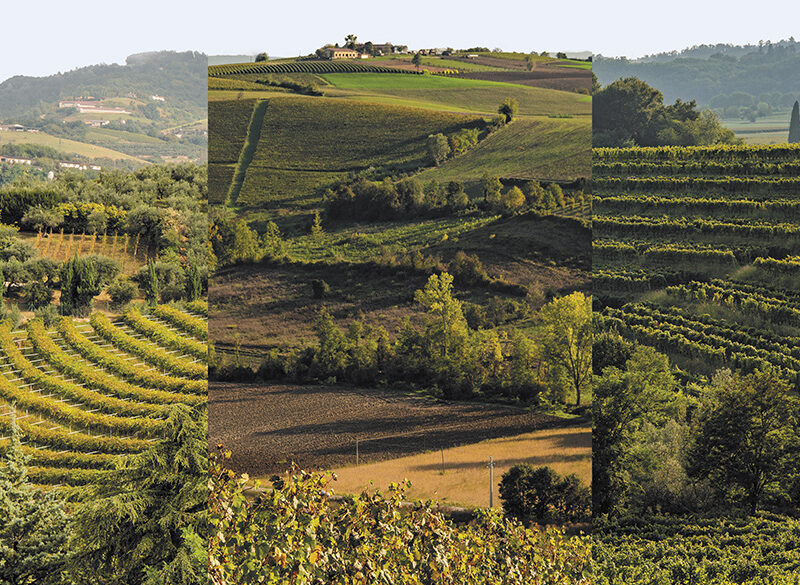 50 anni di storia del vino: Le Tenute del Leone Alato, polo vinicolo votato all’eccellenza