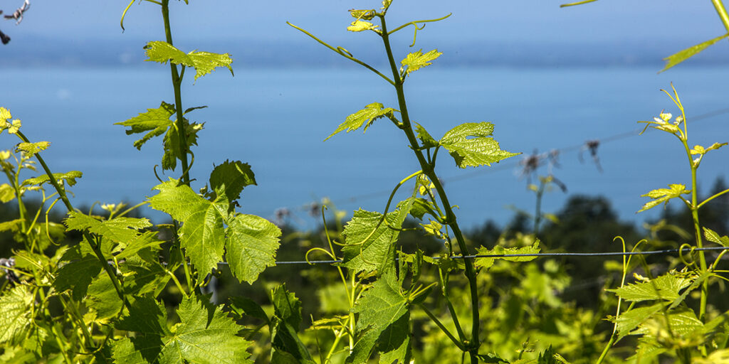 Doc Trasimeno: prosegue il lavoro sul Gamay locale (che in realtà è Grenache)
