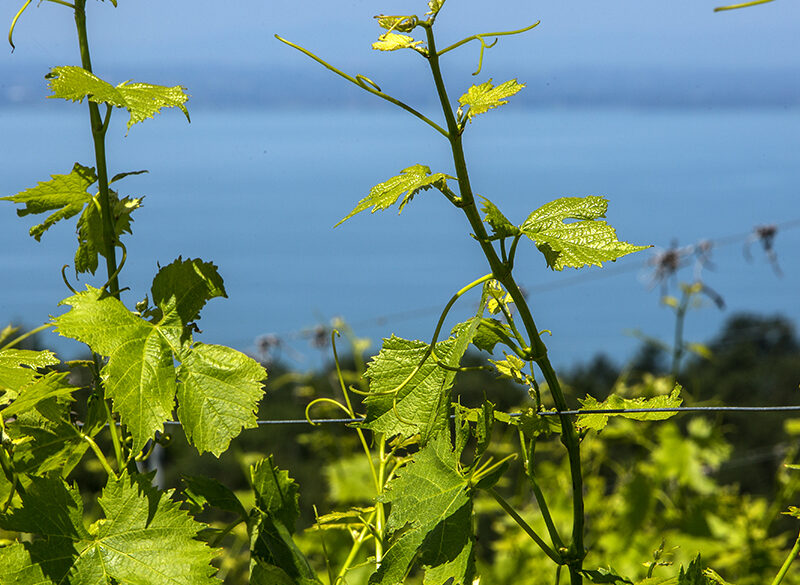 Doc Trasimeno: prosegue il lavoro sul Gamay locale (che in realtà è Grenache)