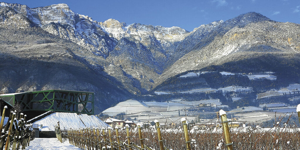 50 anni di storia del vino: Cantina Tramin, il sentiero che conduce ai grandi bianchi di montagna