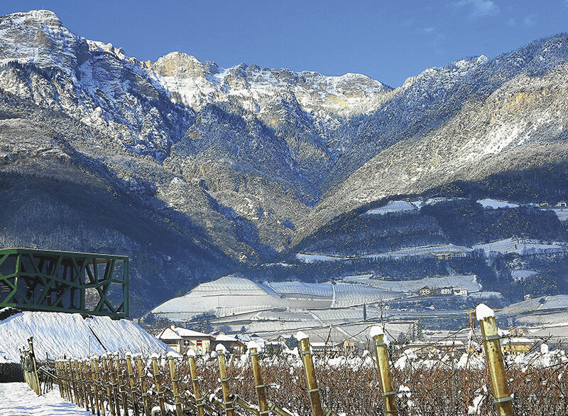 50 anni di storia del vino: Cantina Tramin, il sentiero che conduce ai grandi bianchi di montagna