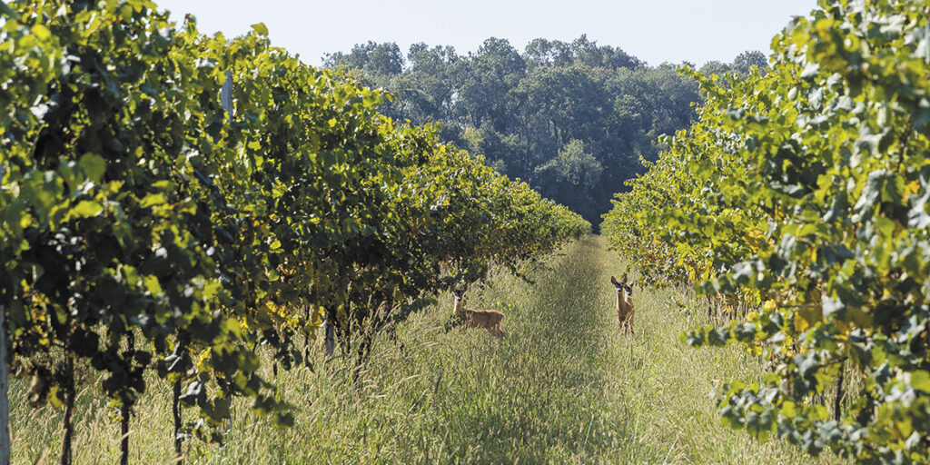 50 anni di storia del vino: Villa Bogdano 1880, rivive un patrimonio ultracentenario