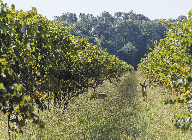 50 anni di storia del vino: Villa Bogdano 1880, rivive un patrimonio ultracentenario