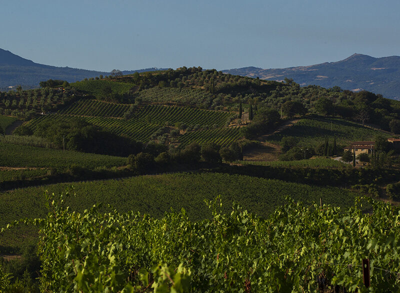 Montalcino, l’effetto “versante” sui tre cru di Val di Suga