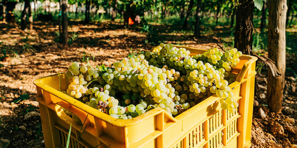 Com’è andata la vendemmia 2024 in Italia? Le stime di Assoenologi, Uiv e Ismea