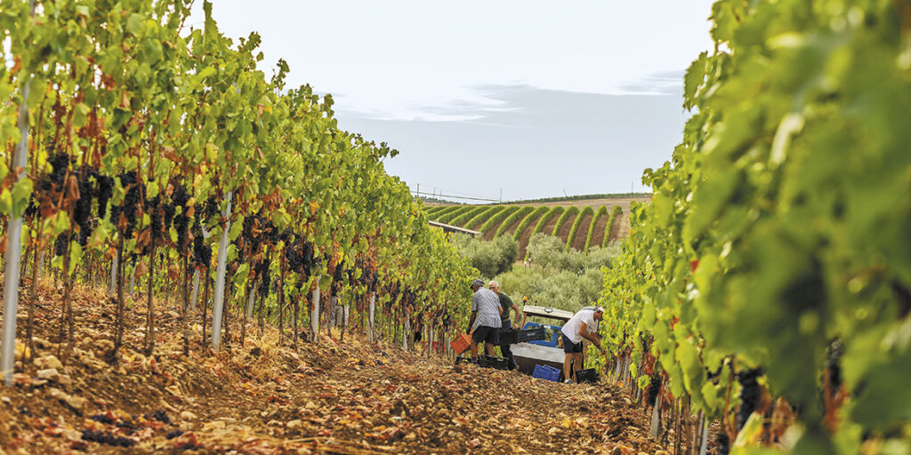 Vignaioli del Morellino di Scansano: il coraggio della responsabilità