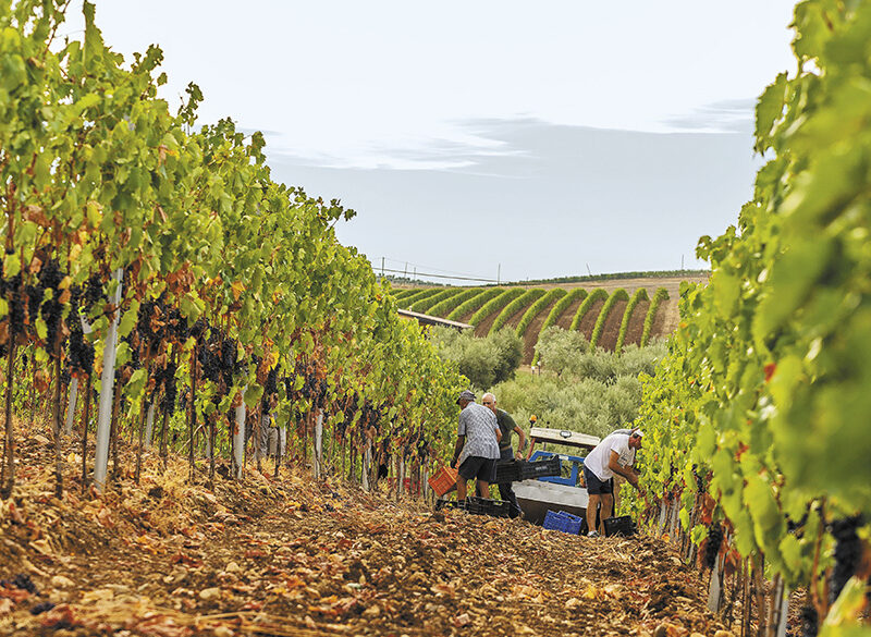 Vignaioli del Morellino di Scansano: il coraggio della responsabilità