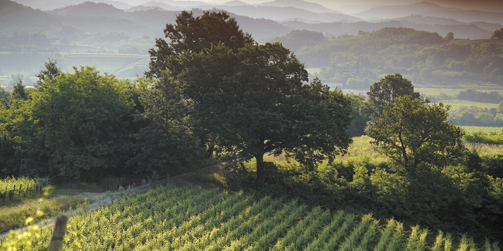 50 anni di storia del vino: Zorzettig, l’amore per la terra si trasmette intrecciati come i tralci di vite