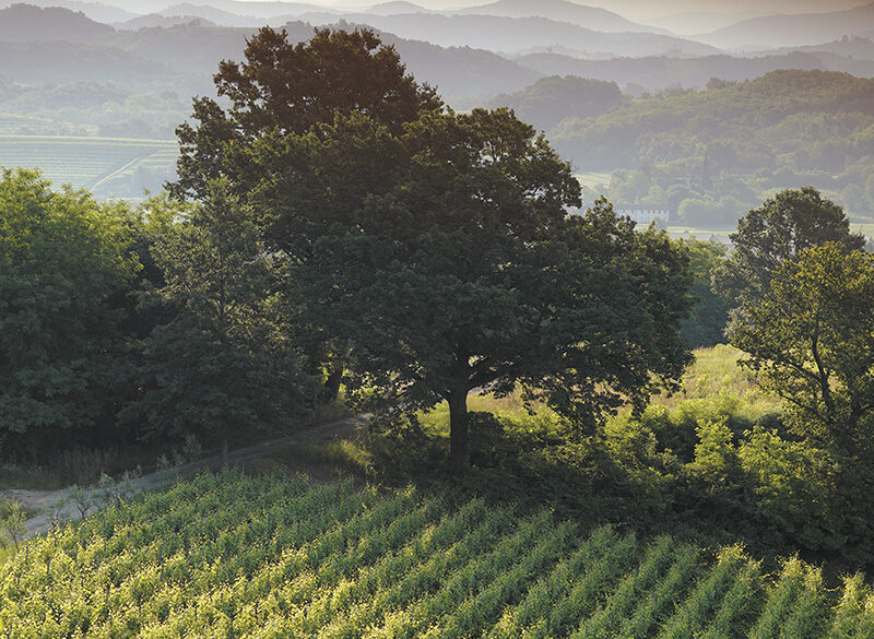 50 anni di storia del vino: Zorzettig, l’amore per la terra si trasmette intrecciati come i tralci di vite