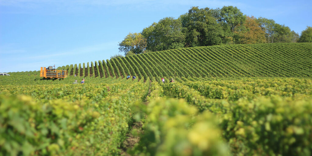 Il vino che sarà: la vocazione viticola, un’idea di futuro secondo il professor Attilio Scienza