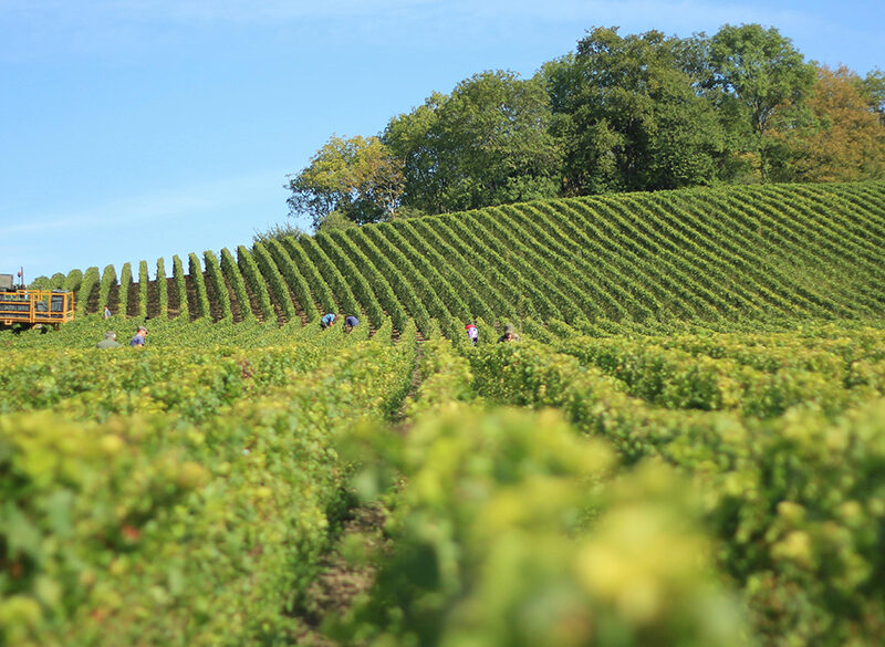 Il vino che sarà: la vocazione viticola, un’idea di futuro secondo il professor Attilio Scienza