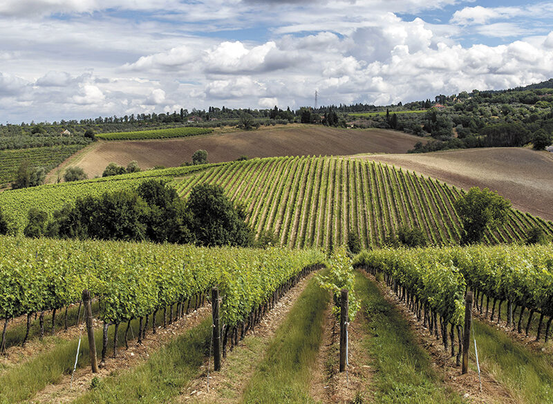 Il vino che sarà: sostenibilità, tecnologia ed enoturismo secondo Albiera Antinori