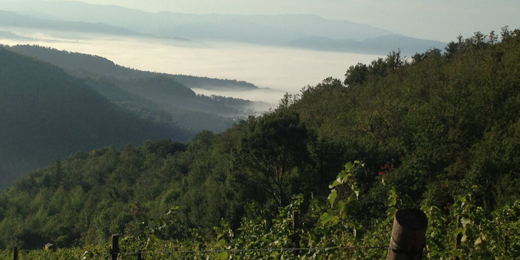Eccopinò 2025: il Pinot nero dell’Appennino toscano cresce in numeri e qualità