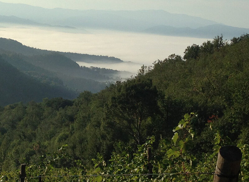 Eccopinò 2025: il Pinot nero dell’Appennino toscano cresce in numeri e qualità