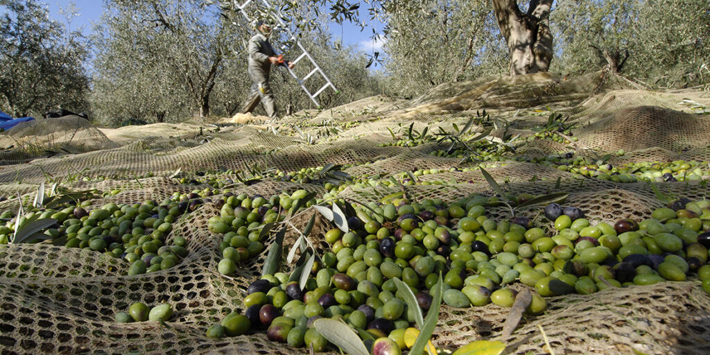Campagna olearia 2024-2025, ci sarà pochissimo olio ma di massima bontà