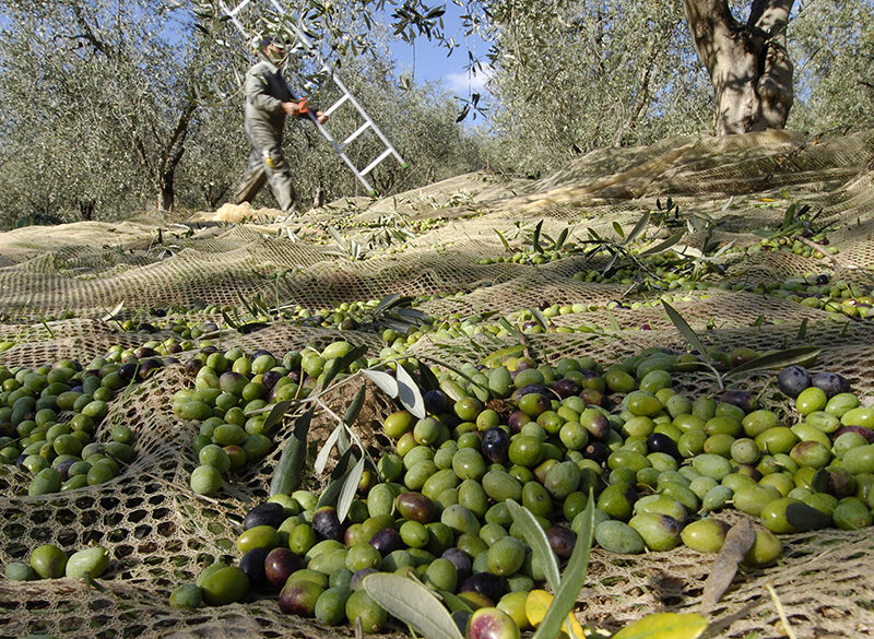 Campagna olearia 2024-2025, ci sarà pochissimo olio ma di massima bontà