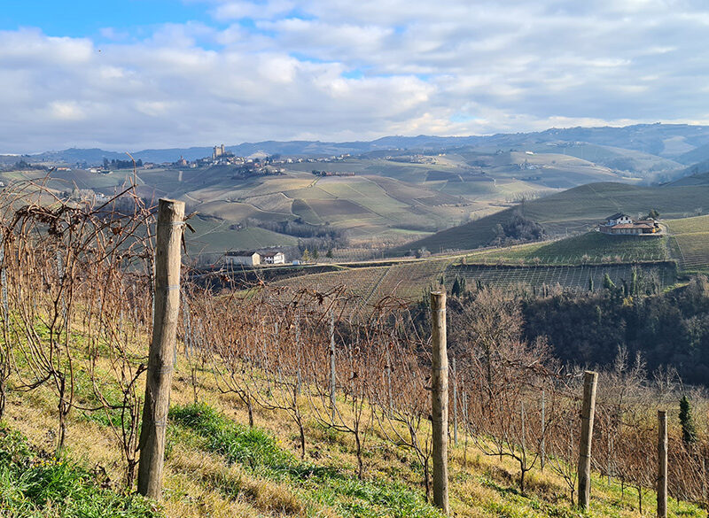 Nebbiolo Prima: Barolo 2021 eleganti e da attendere, Barbaresco 2022 espressivi e complessi