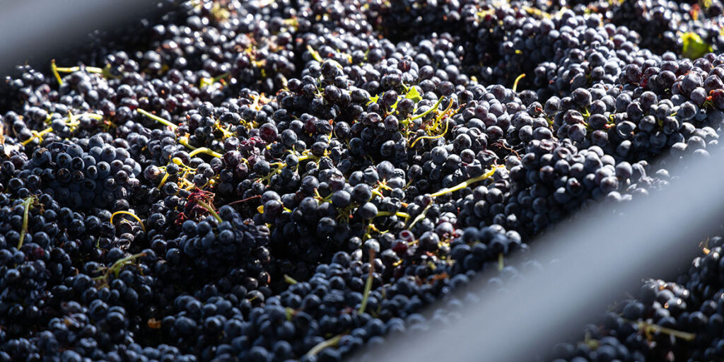 Vinchio Vaglio: ode alla Barbera d’Asti