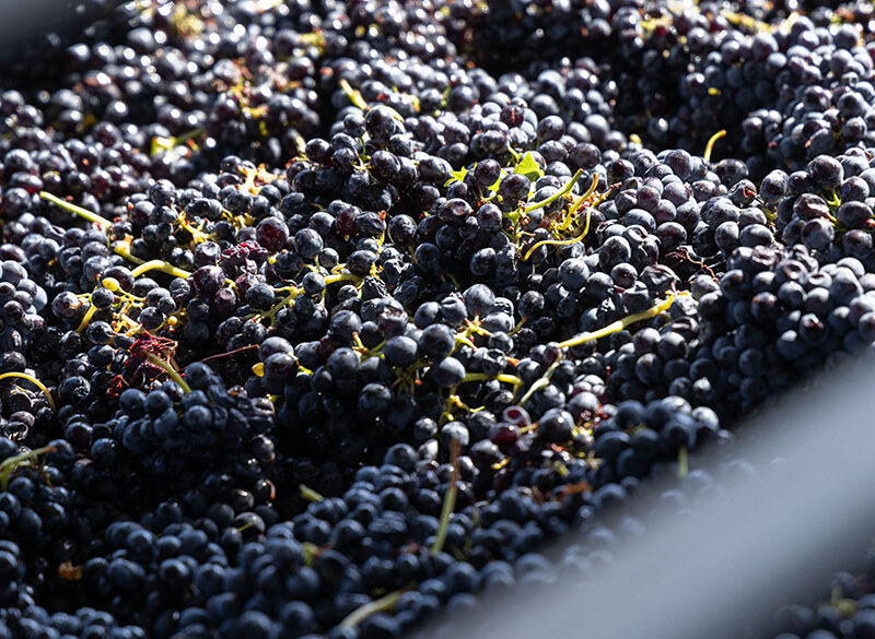 Vinchio Vaglio: ode alla Barbera d’Asti