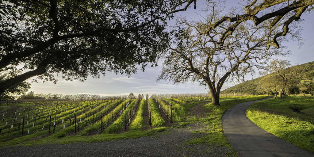 Stag’s Leap Wine Cellars (Marchesi Antinori) acquisisce Arcadia Vineyard