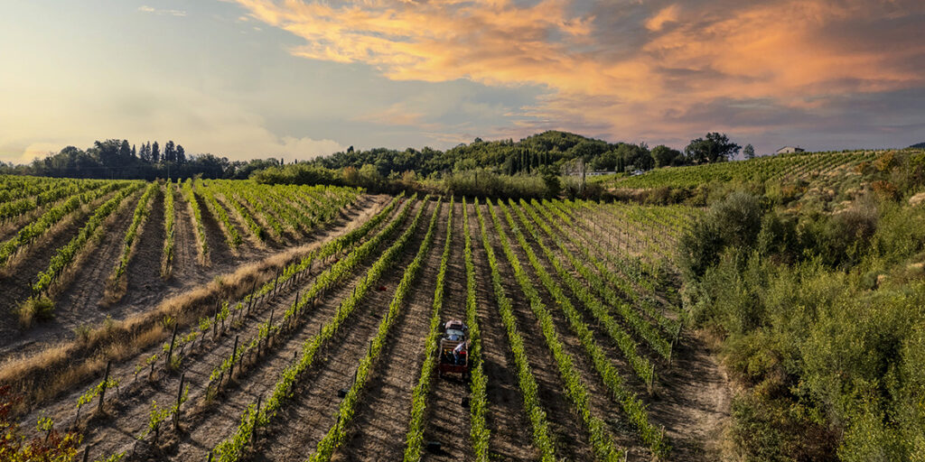 Anteprima Vino Nobile di Montepulciano 2025: debutto storico per le Pievi