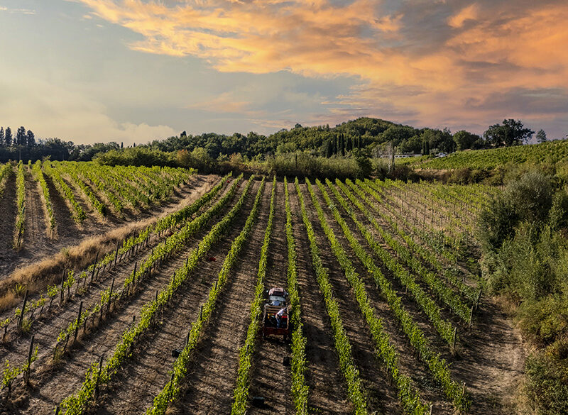 Anteprima Vino Nobile di Montepulciano 2025: debutto storico per le Pievi