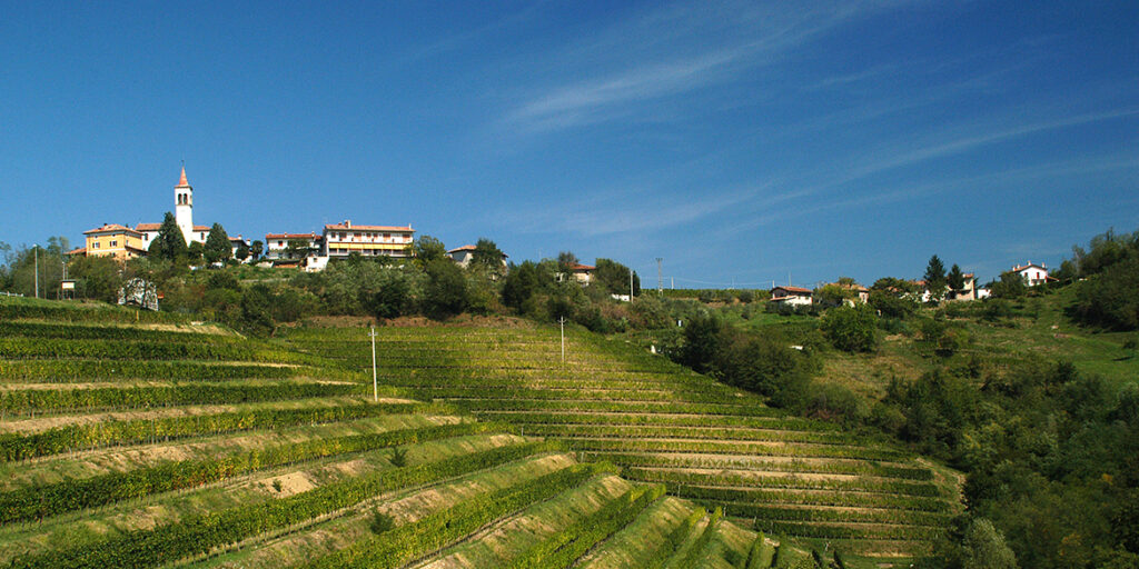 Nel Collio si progetta un nuovo vino da uve autoctone